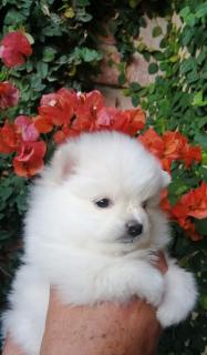 CACHORROS POMERANIA Foto