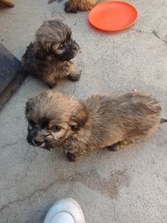 Perros pequines Foto