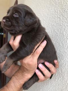 Hermosos labradores retriever Foto