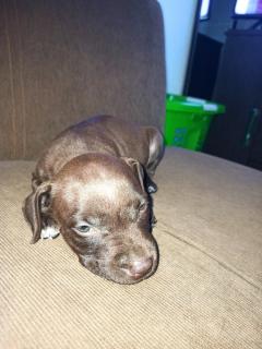 Cachorro pitbull Foto