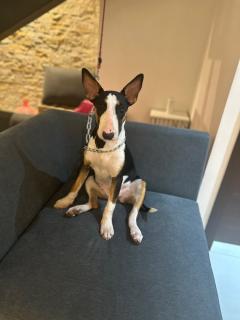 Bull Terrier Foto