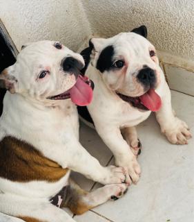 Hermosas cachorritas Foto