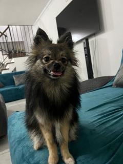 Pomeranias Foto