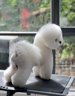 Cachorros Bichon Frise Foto