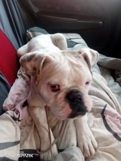 Boxer ingles Foto