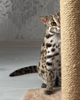 Gatito ocelote disponible para la venta Foto