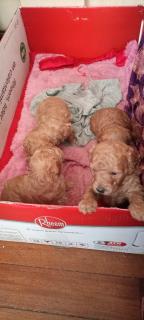 Cachorros caniche Foto