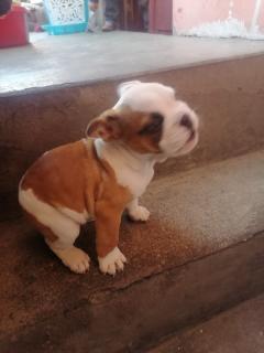 Buldog inglés 3meses Foto