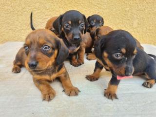 Salchichas  dachshund Foto