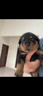 Venta Rottweiler Foto
