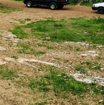 lote para engorde, 100% garantizado Foto