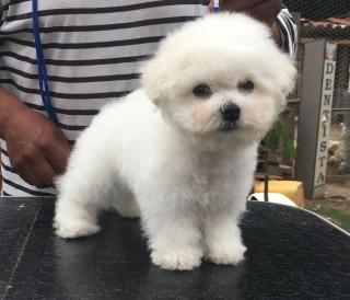 Cachorros Bichon Frise Foto