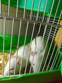 Ratitas Domésticas Foto