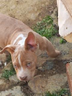 Pitbull cachorro Foto