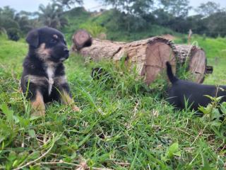 Venta de cachorros! Foto