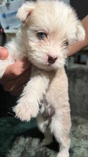 Cachorros cruce con husky y mestiza Foto