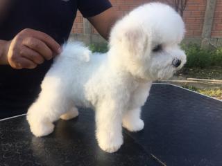 CACHORROS BICHON FRISE Foto