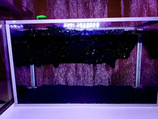 Acuario grande Foto