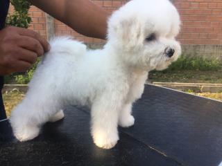 CACHORROS BICHON FRISE Foto
