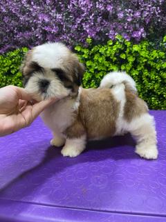 Shihtzu macho hijo de campeões Foto