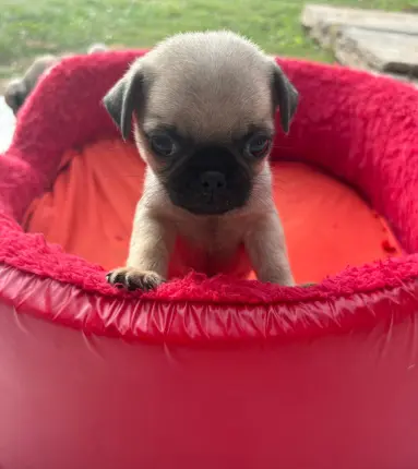 Pugs machos de 2 meses Foto