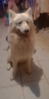 Perro samoyedo Foto