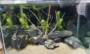 peceras venta o permuta Foto