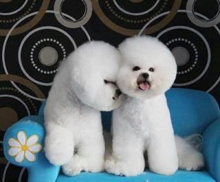 Cachorros Bichon Frise Foto