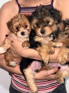 Cachorros raza Yorskie Foto