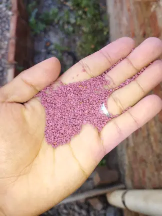 semilla de alfalfa Foto