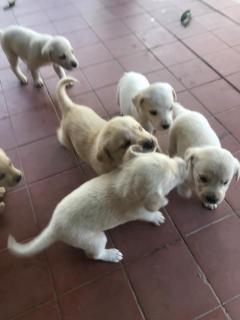 cachorros de labradores, Foto