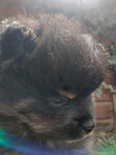 CACHORROS POMERANIA Foto