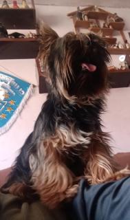 Yorkshire Terrier Foto