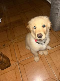 Cachorro Golden Foto