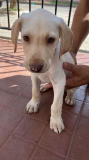 Cachorro Labrador Foto
