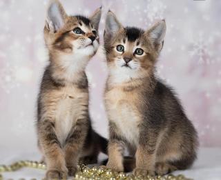 Gatitos caracat f4 y caracat f5 disponib Foto