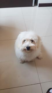 Una perrita de 5 meses, raza pequeña. Foto