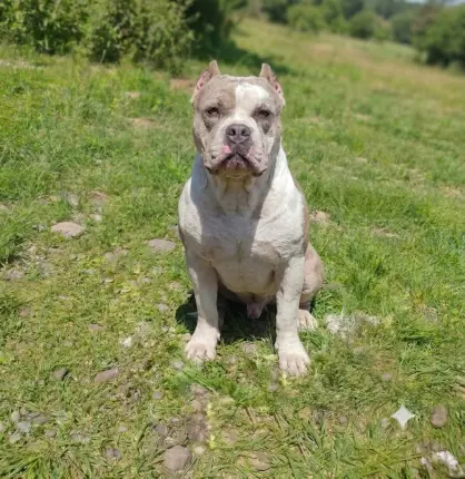 Vendo american bully Foto