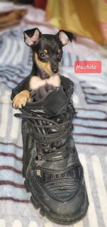 Pinscher miniatura de excelente genética Foto