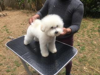 Cachorros Bichon Frise Foto