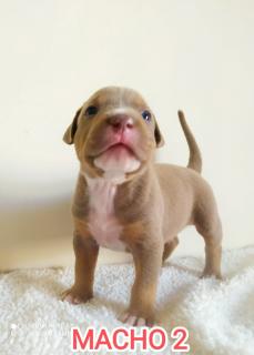 Hermosos cachorros Pitbulls Foto