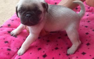 Pug carlino Foto