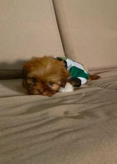 Shih tzu de Raza pura Foto