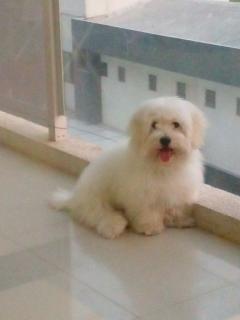 Una perrita cachorra Foto