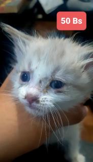Se da gatos Foto