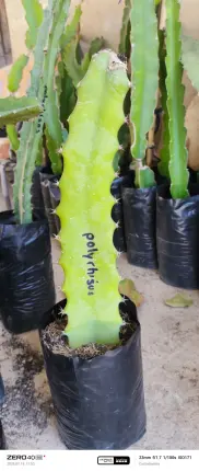 plantas de pitahayas Foto