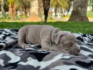 Cachorros, buscan hogar Foto