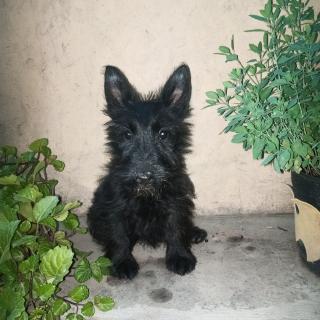 Scottish terrier Foto