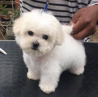 Cachorros Bichon Frise Foto