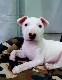 Bull terrier Foto